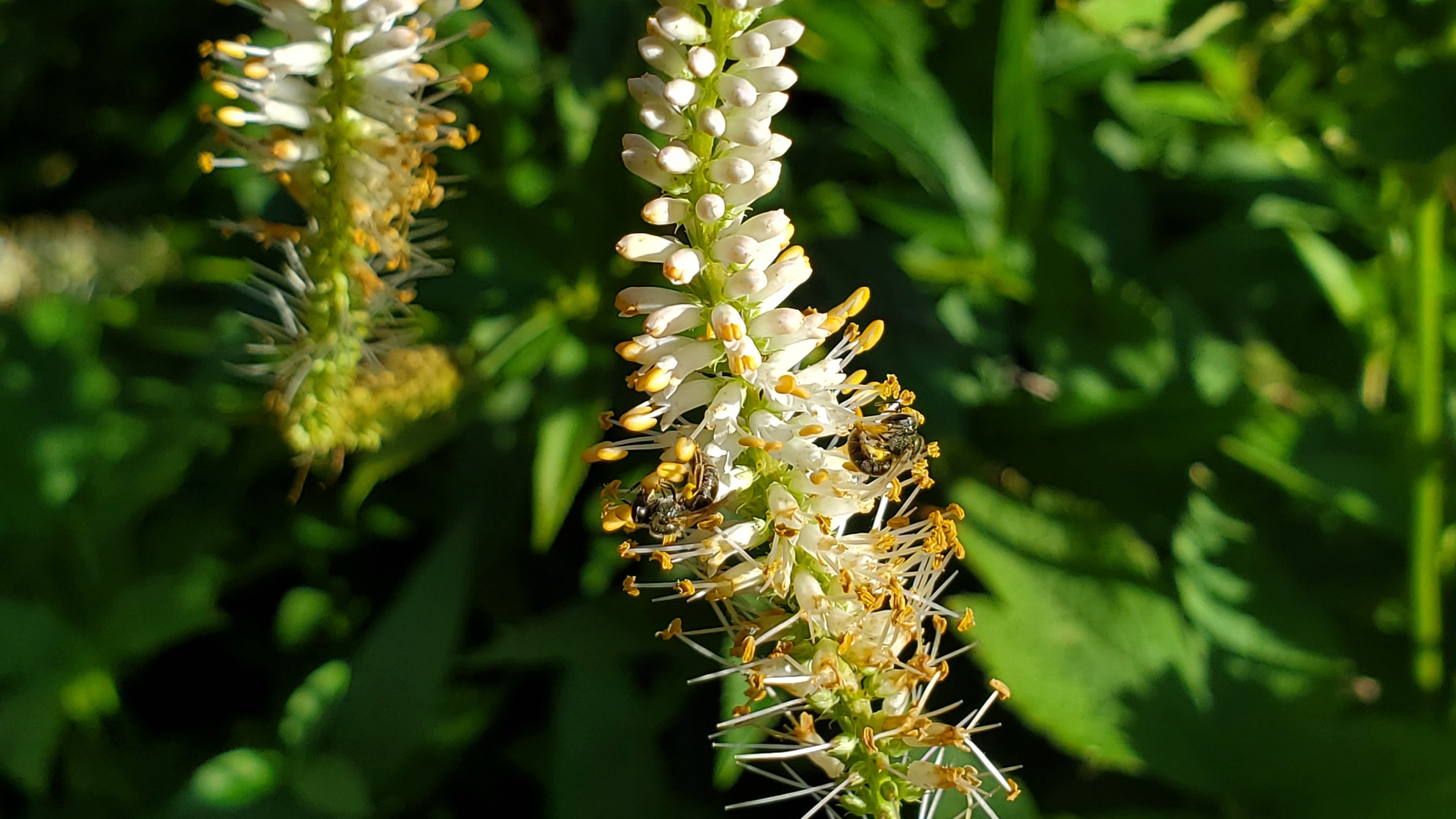 Two native bees collect nectar and pollen from the floral spikes of a blooming culver’s root.
